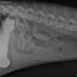 Id00013120150909