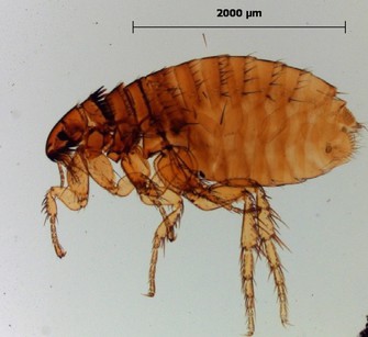 Ctenocephalides1